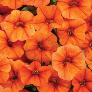 Calibrachoa Superbells Dreamsicle