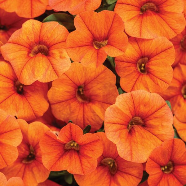 Calibrachoa Superbells Dreamsicle