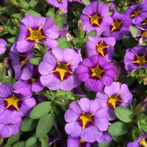 Calibrachoa Superbells Evening Star