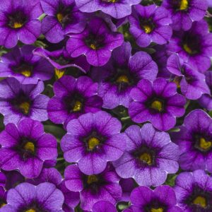 Calibrachoa Superbells Grape Punch