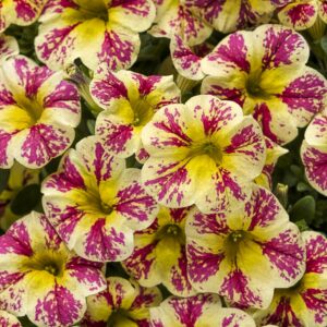 Calibrachoa Superbells Holy Moly!