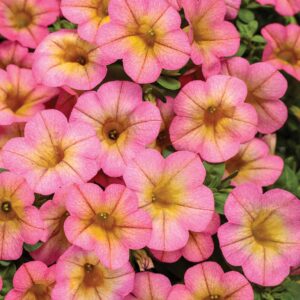 Calibrachoa Superbells Honeyberry