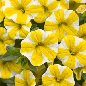 Calibrachoa Superbells Lemon Slice