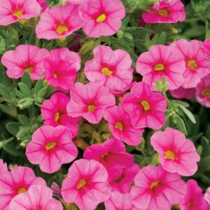 Calibrachoa-Superbells-Pink