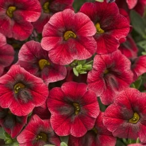 Calibrachoa Superbells Pomegranate Punch