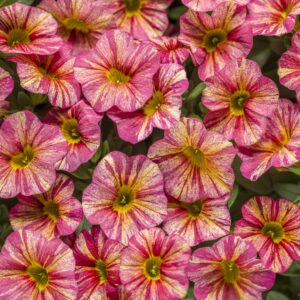 Calibrachoa Superbells Tropical Sunrise