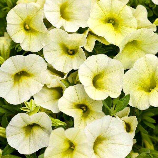 Calibrachoa Superbells Yellow Chiffon