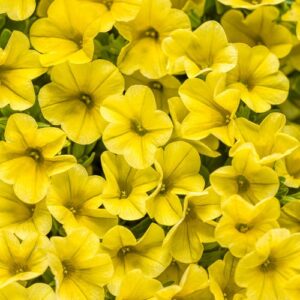 Calibrachoa Superbells Yellow