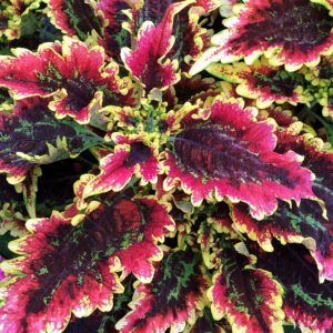 Coleus ColorBlaze El Brighto