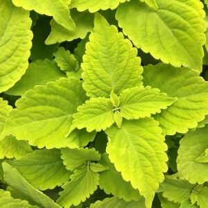 Coleus ColorBlaze Lime Time