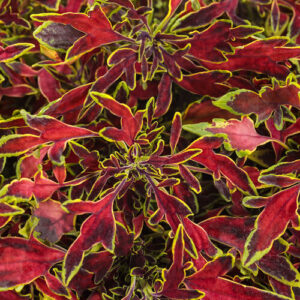 Coleus ColorBlaze Mini Me Watermelon