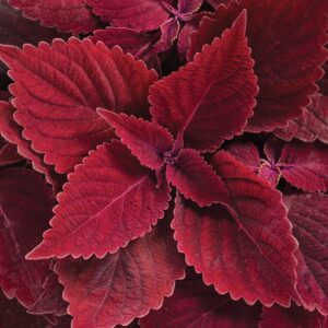 Coleus ColorBlaze Rediculous