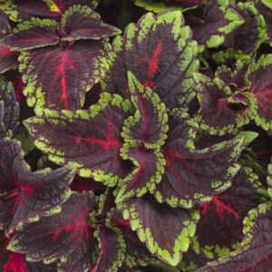 Coleus ColorBlaze Torchlight