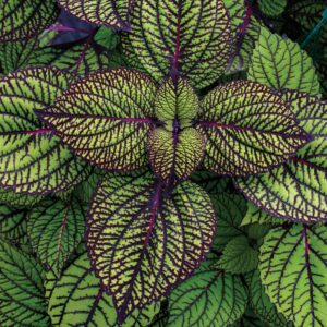 Coleus Fishnet Stockings