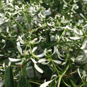 Euphorbia Diamond Frost