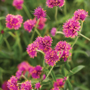 Gomphrena Truffala Pink