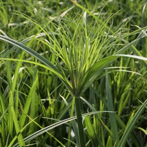 Grass Cyperus Prince Tut