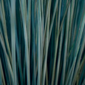 Grass Juncus Blue Mohawk