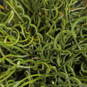 Grass Juncus Curly Wurly