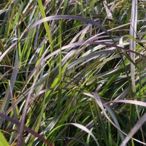 Grass Pennisetum Rubrum (Purple Fountain)