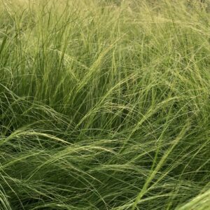 Grass Stipa Mexican Feather Grass