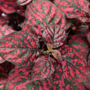 Hypoestes Hippo Red