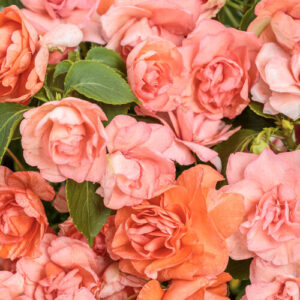 Impatiens Double Rockapulco Tropical Shades