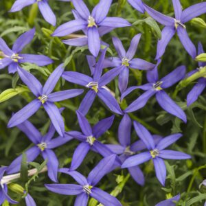 Laurentia Beth’s Blue