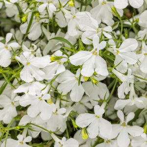 Lobelia Laguna Cloud White