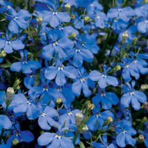 Lobelia Laguna Dark Blue