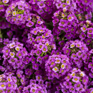 Lobularia Violet Knight