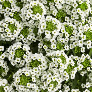 Lobularia White Knight