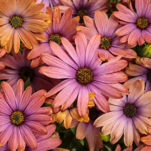 Osteospermum Bright Lights Horizon Sunset