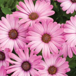 Osteospermum Bright Lights Pink