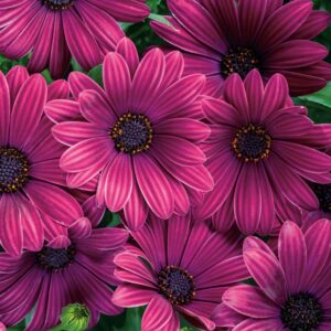 Osteospermum Bright Lights Purple