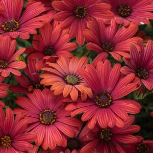 Osteospermum Bright Lights Red