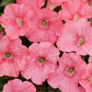 Petunia Supertunia Bermuda Beach