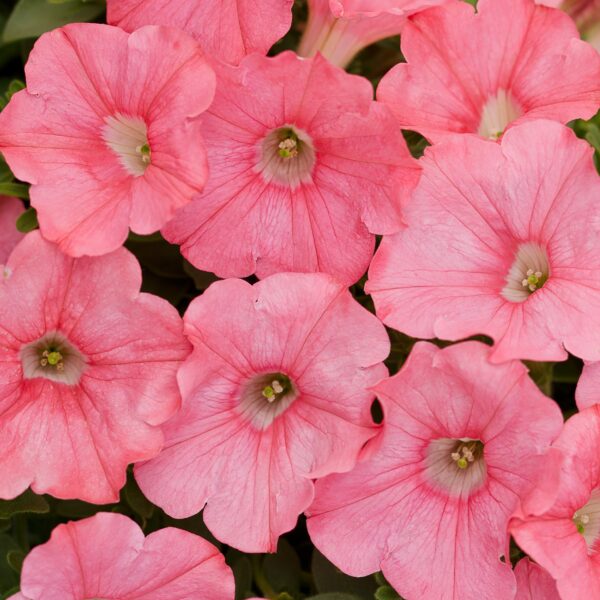 Petunia Supertunia Bermuda Beach