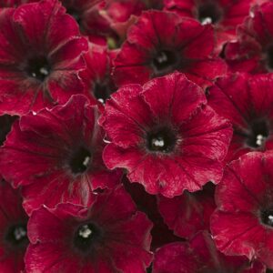 Petunia Supertunia Black Cherry