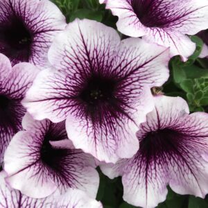 Petunia Supertunia Bordeaux