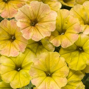 Petunia Supertunia Honey