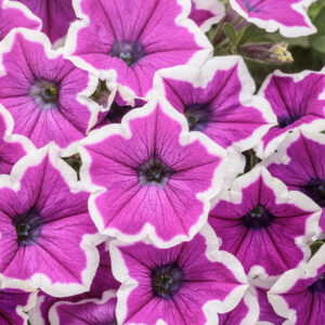 Petunia Supertunia Hoopla Vivid Orchid