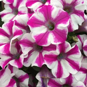 Petunia Supertunia Lovie Dovie