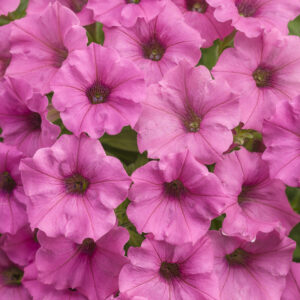 Petunia Supertunia Mini Vista Hot Pink