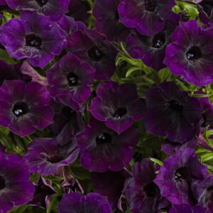 Petunia Supertunia Mini Vista Midnight