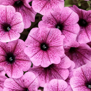 Petunia Supertunia Mini Vista Plum Veined