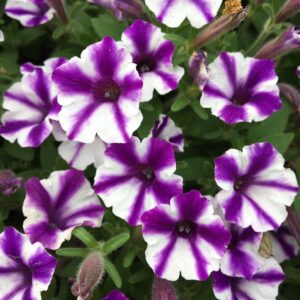 Petunia Supertunia Mini Vista Violet Star