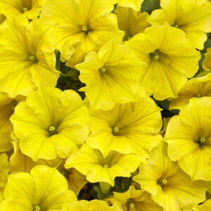 Petunia Supertunia Mini Vista Yellow