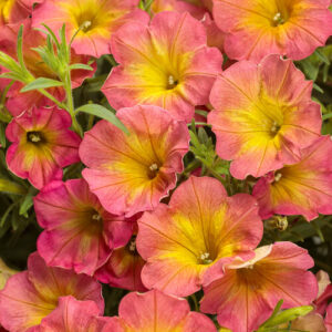 Petunia Supertunia Persimmon