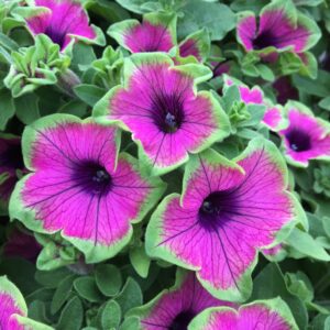 Petunia Supertunia Picasso in Purple